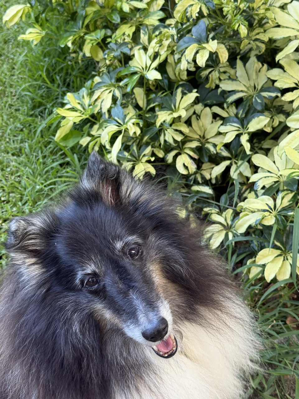 Tricolor Shetland Sheepdog sitting in a garden with green and yellow foliage behind it