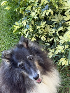Sheltie Dog in Garden