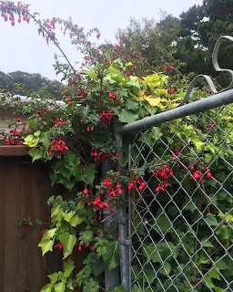 Chain-link garden gate draped with red fuchsia flowers and green climbing vines