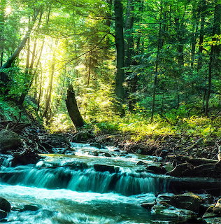 Turquoise stream cascading over rocks in a lush green forest with sunlight filtering through trees