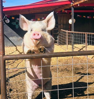 Pink pig with large ears standing at wire fence on sunny farm day