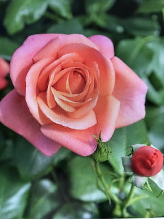 Close-up of a pink rose with peach-colored center against blurred green leaves
