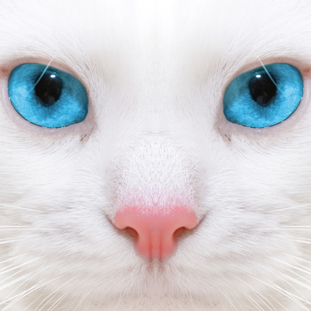 Close-up of white cat face with bright blue eyes and pink nose