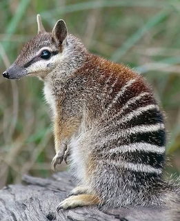 Numbat sitting upright on a log showing black and white striped back and pointed ears