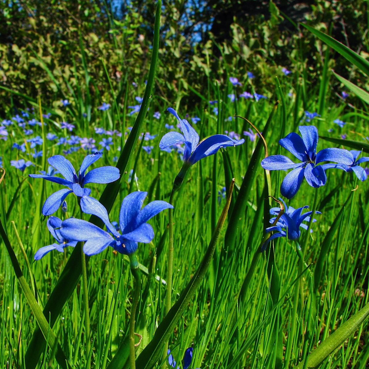Blue and white violetita flowers blooming among bright green grass in natural sunlight