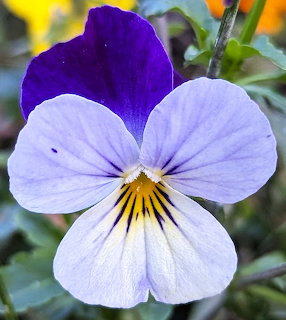 Close-up of a purple and white pansy flower with yellow center and dark streaks on petals