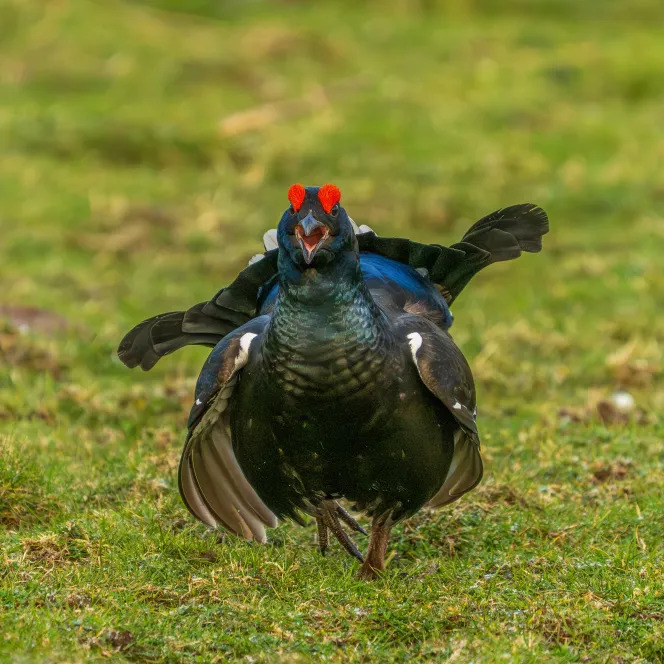 Black Grouse Display