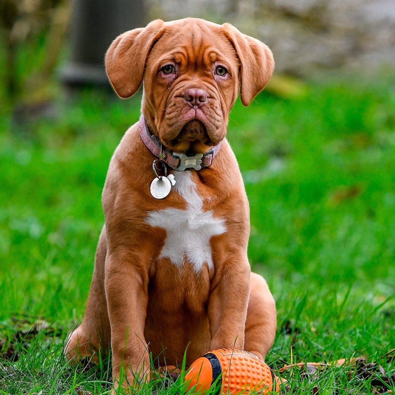 Bordeaux Mastiff Puppy