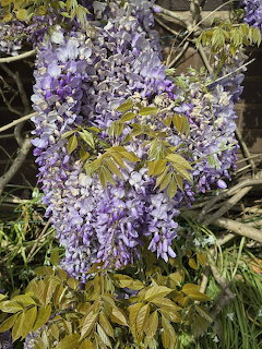 Hanging cluster of purple wisteria flowers in bloom with green leaves