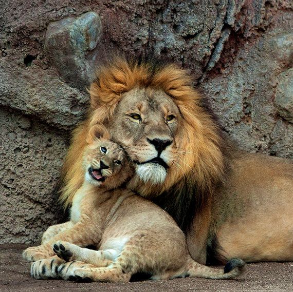Male lion resting with a cub beside him against a rocky background