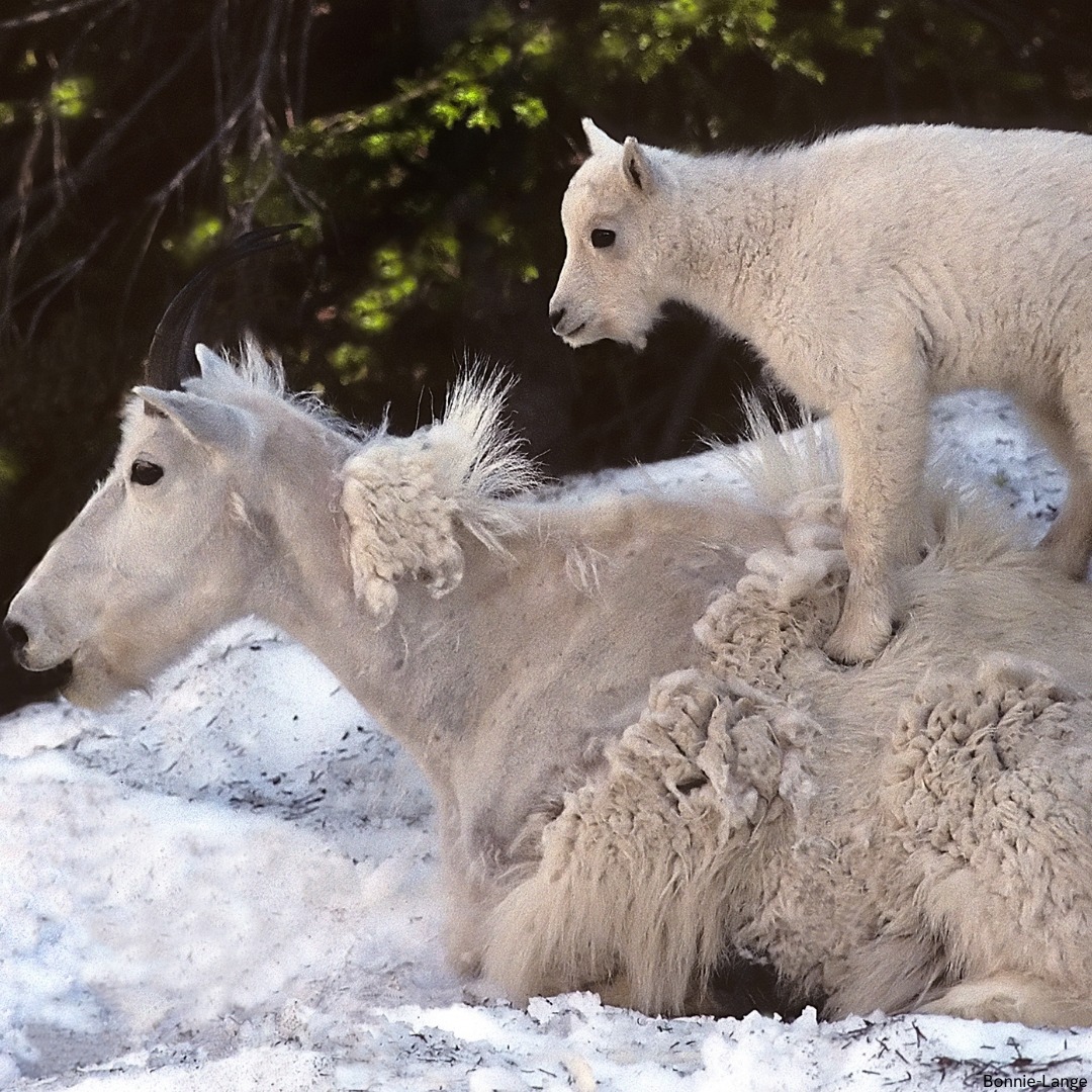 White mountain goat kid standing on mother's back in snow with forest behind