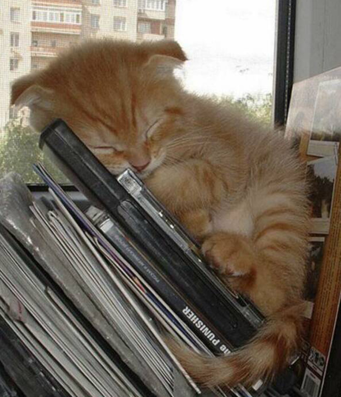 Orange tabby kitten sleeping on laptop keyboard near window