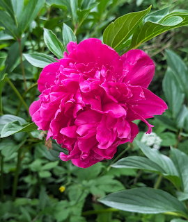 Close-up of a bright magenta peony flower with ruffled petals and green leaves in the background