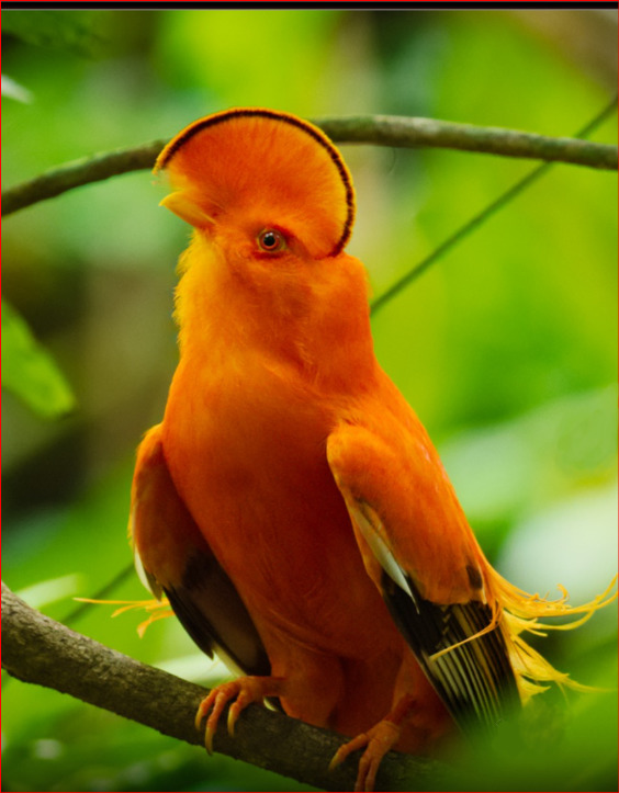 Galo-da-serra