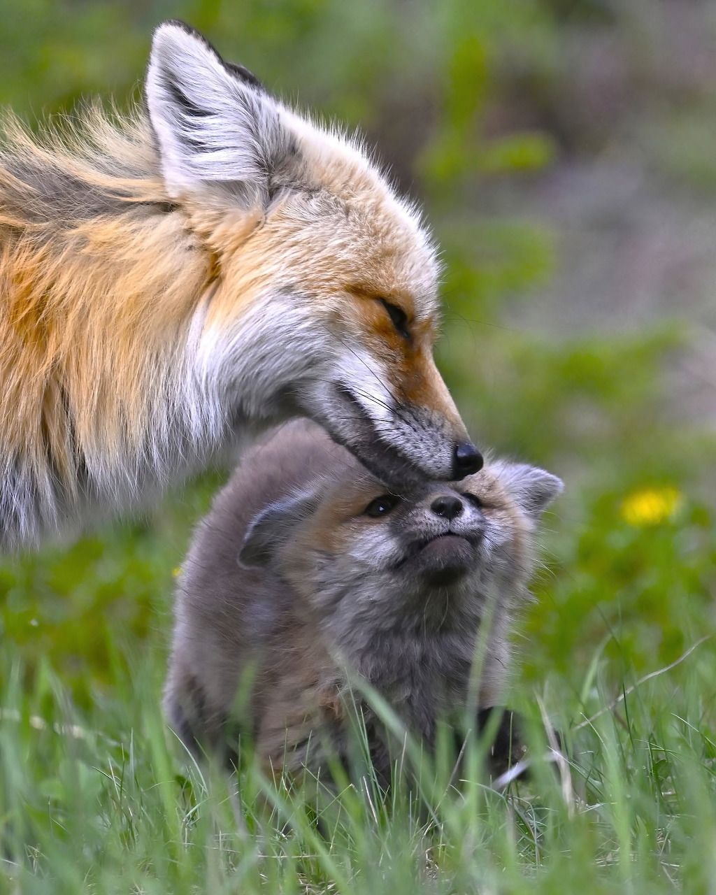 Fox and Pup
