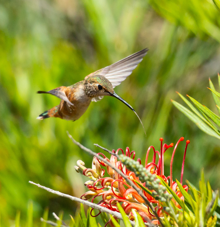 Hummingbird hovering near red flowers with extended beak feeding, wings spread, green background