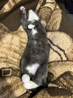 Gray and white cat lying on its back on a brown blanket with paws stretched up