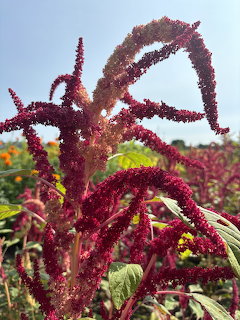 Red Amaranth Plant