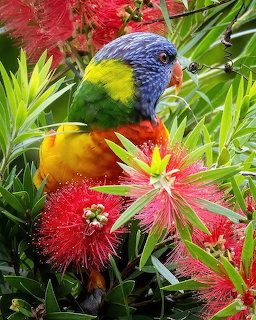 Rainbow Lorikeet