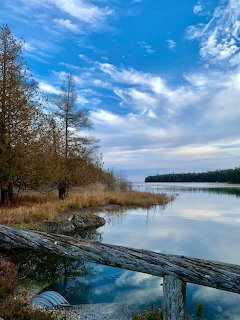 Calm lake reflecting clouds and sky with autumn trees and golden reeds along a rocky shoreline