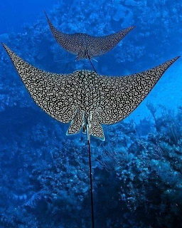 Two spotted eagle rays with white-dotted patterns gliding through blue ocean water over coral reef