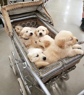 Five fluffy golden retriever puppies lying in a wheeled metal cart