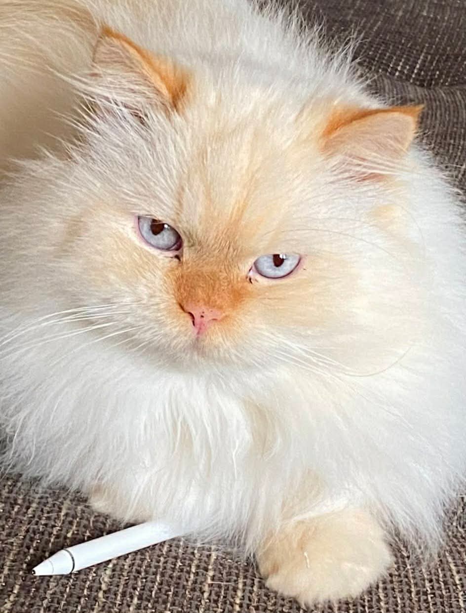 Fluffy White Cat
