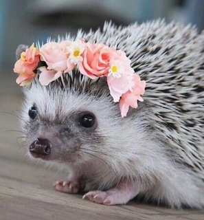Baby hedgehog wearing a flower crown with pastel blossoms