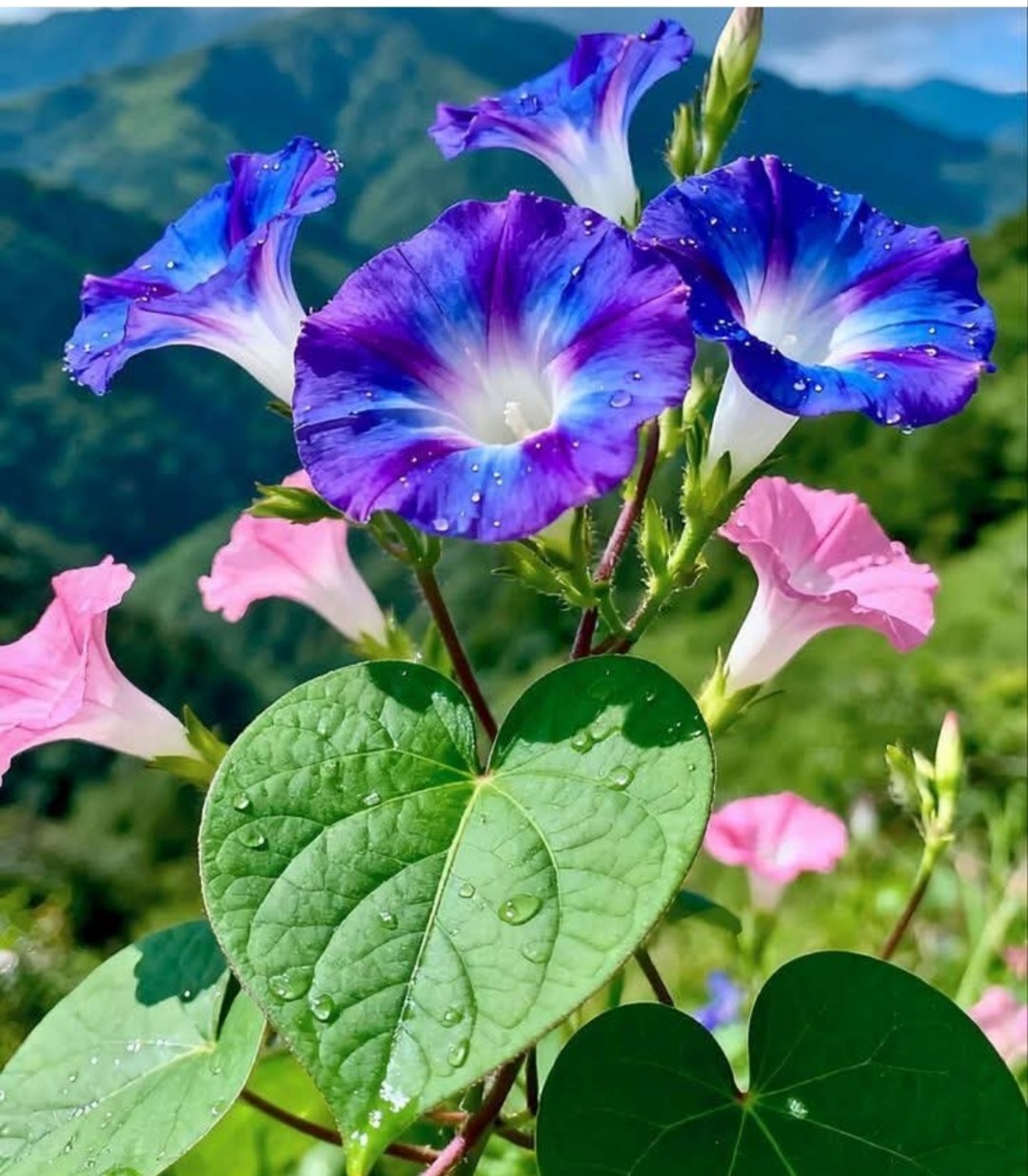 Blue, purple and pink morning glory flowers with green leaves and misty mountains in the background