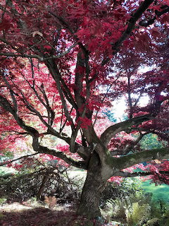 Japanese Maple Tree in Autumn