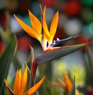 Orange and blue bird of paradise flower with sharp petals in focus against blurred green and colorful background