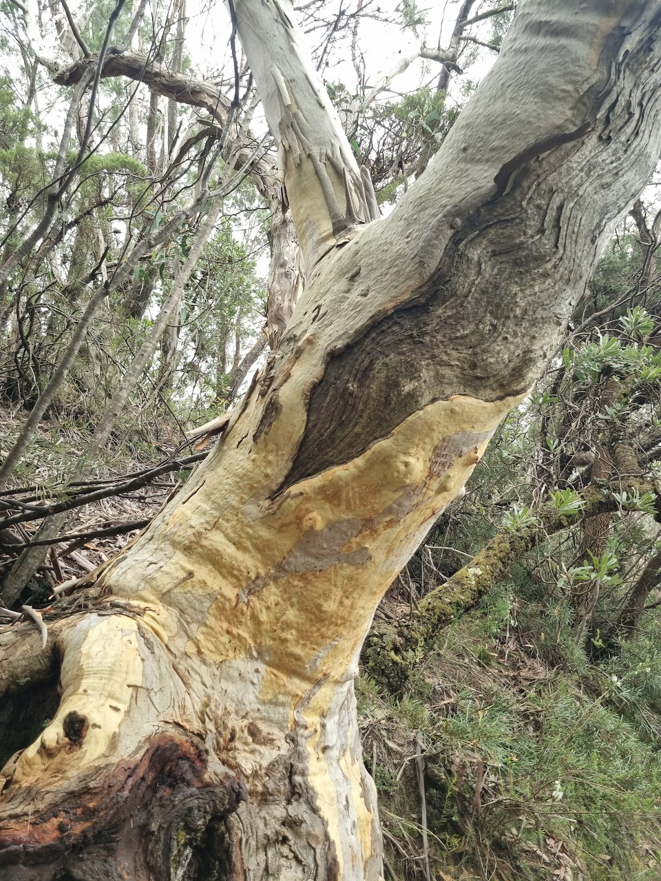 Close-up of a gnarled eucalyptus tree trunk with peeling bark surrounded by forest vegetation