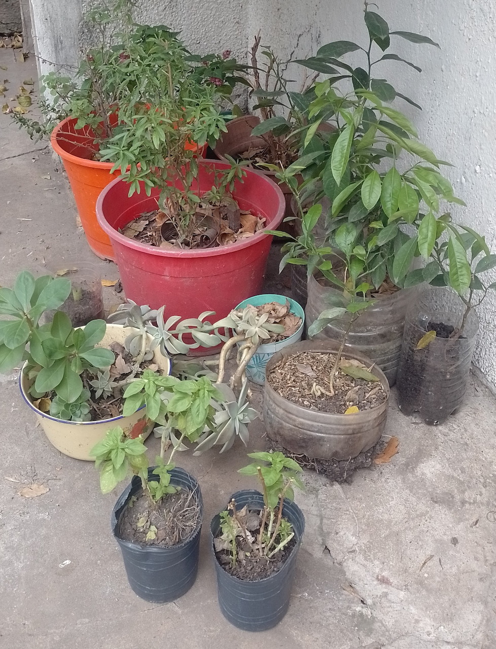 Group of potted green plants on a concrete floor beside a wall