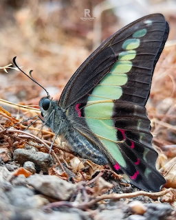 Common Bluebottle butterfly with dark wings and green-blue markings resting on rocky ground