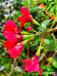 Close-up of bright red trumpet flowers with buds and wet green leaves in a garden