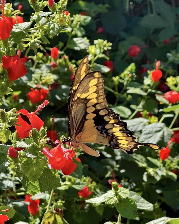 Swallowtail butterfly with yellow and black wings on red flowers in garden