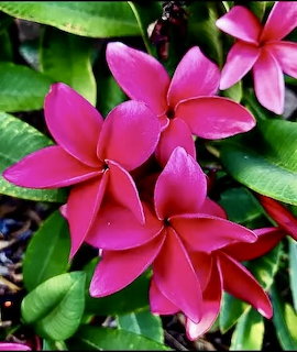 Pink Plumeria Flowers