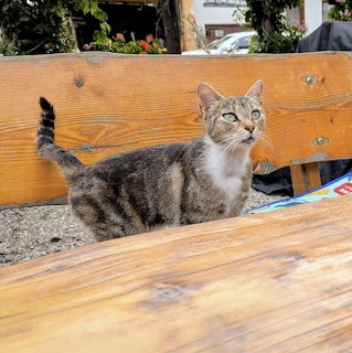 Gray and white tabby cat sitting on wooden bench looking up