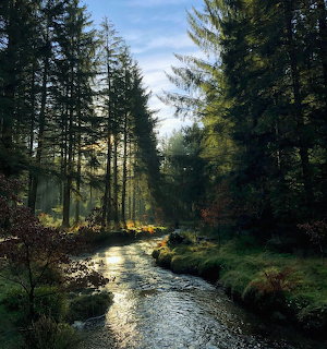 Sunlit stream flowing through a dense green forest with tall conifer trees and mosy banks