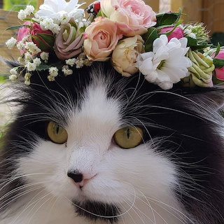 Cat with Flower Crown