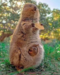 Wombat with Baby