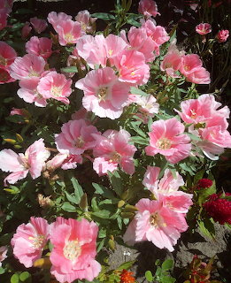 Cluster of pink flowers with white centers and yellow stamens surrounded by green leaves