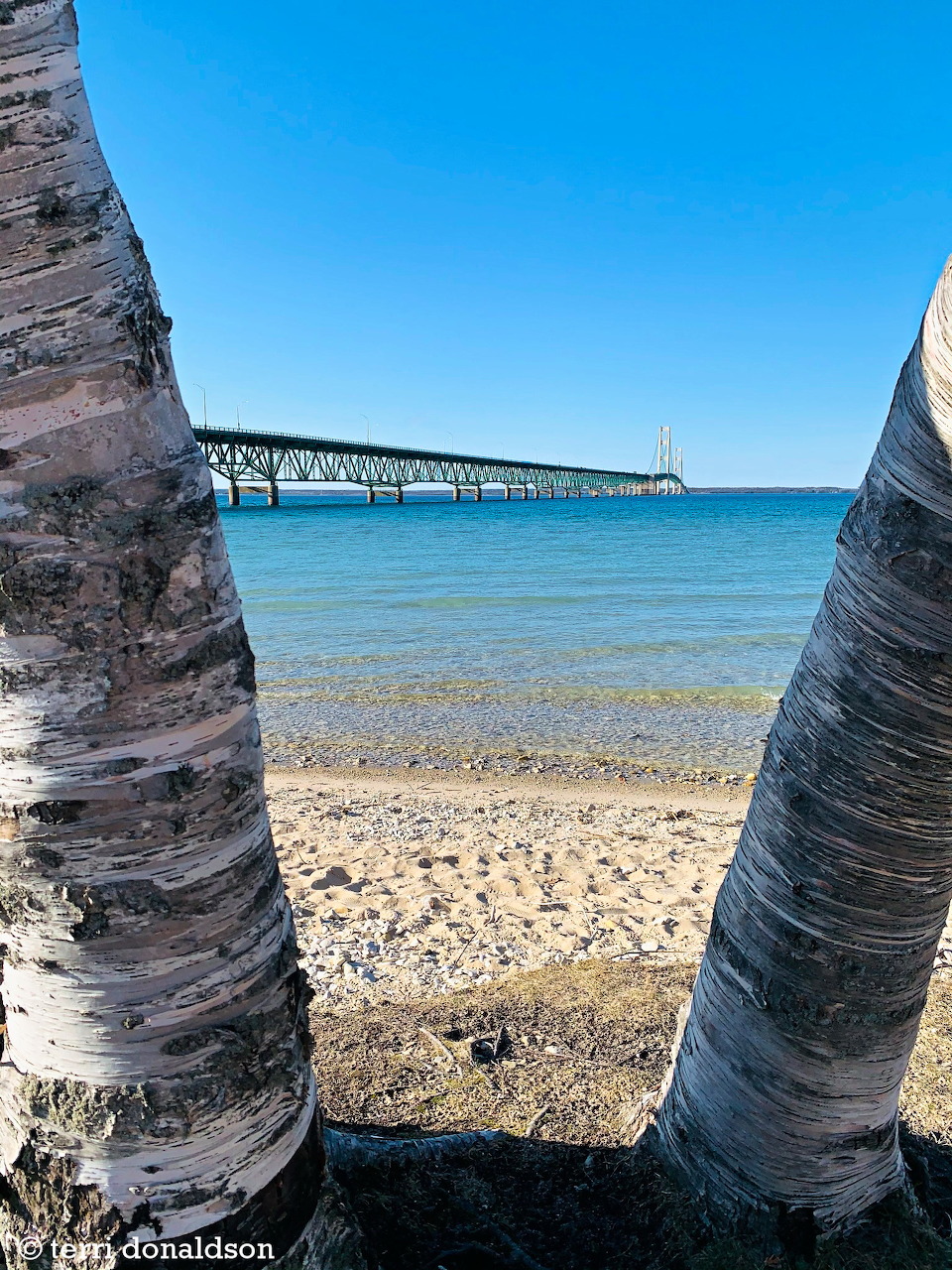 Beach Framed by Trees