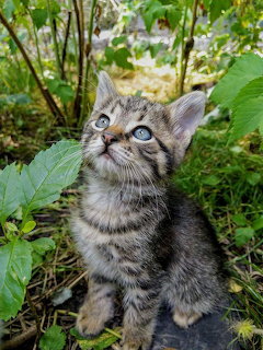 Tabby kitten with blue eyes sitting in lush greenery outdoors