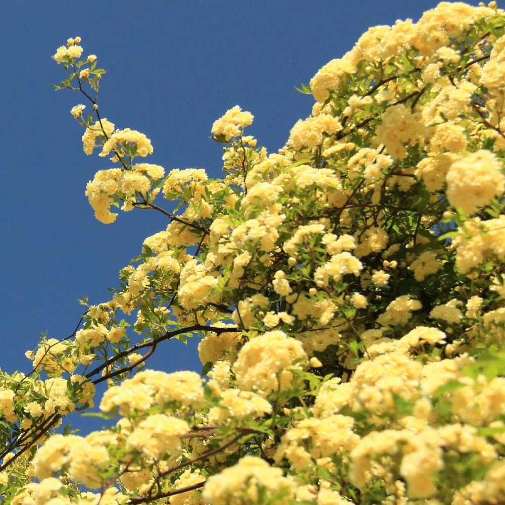 Pale yellow Lady Banks rose clusters on climbing branches against a blue sky