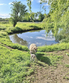 Ewe and newborn lamb standing by a pond in a green pasture under blue sky