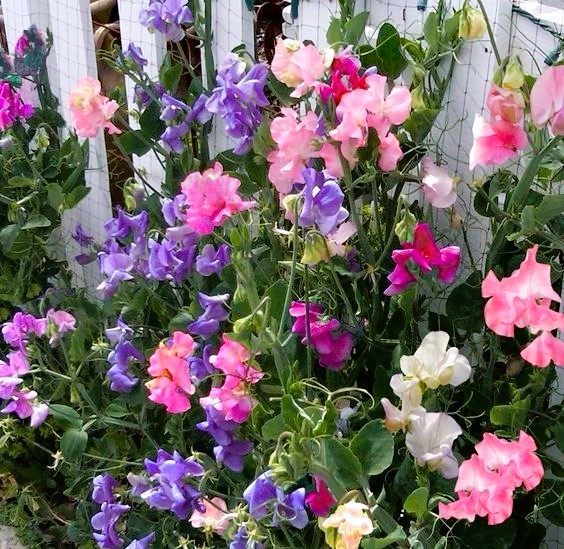 Colorful petunias in pink, purple and white blooming in a garden with green leaves