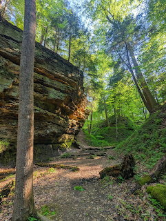 Sunlit Cliff Forest