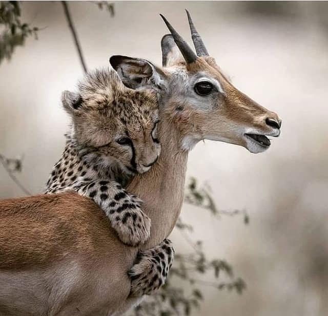 Cheetah cub hugging an impala in a close-up wildlife scene