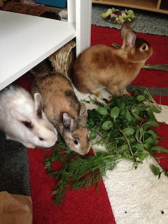 Three rabbits eating fresh greens on a red rug indoors